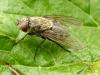 Pollenia sp.